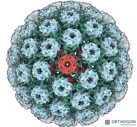 Ultrastructural representation of the BK polyomavirus capsid, featuring 72 pentamers that form its distinct icosahedral symmetry. (Graphic: Business Wire)