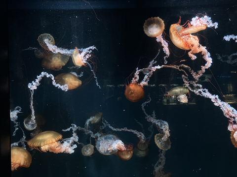 The jellyfish area increasingly popular as a photo spot. (Photo: Business Wire)