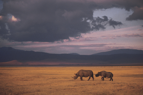 One rhino gets killed every eight hours (Photo: Business Wire) 